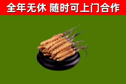 恩阳烟酒回收冬虫夏草.jpg